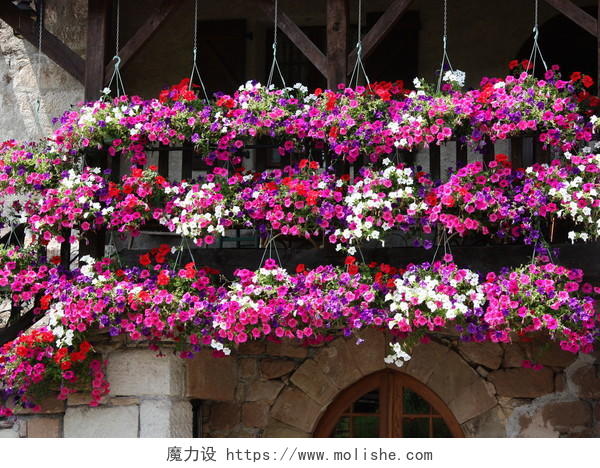 色彩缤纷的花朵植物阳台悬挂的三排盛开的小花